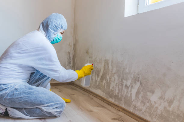 Licensed Basement Mold Remediation service in West Orange, NJ - WQB Mold Removal